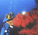 Scuba in the Mediterraneand