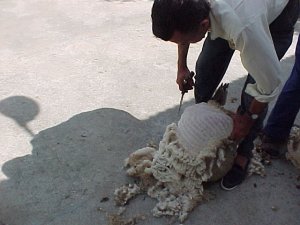 foto1.jpg
