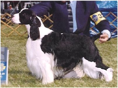 American and Canadian Champion Bryden's What About Bob