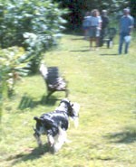 Bob on his way to his handler, Michelle