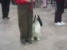 Obedience Dog Anxiosly Waiting