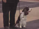 Obedience Ready
