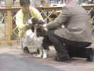 Sweeps Judging
