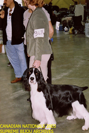 English Springer Spaniel
