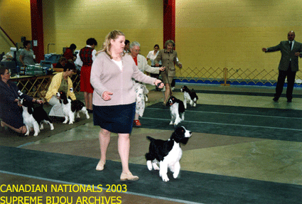 English Springer Spaniels in show