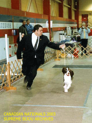 English Springer Spaniel in show