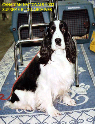 English Springer Spaniel