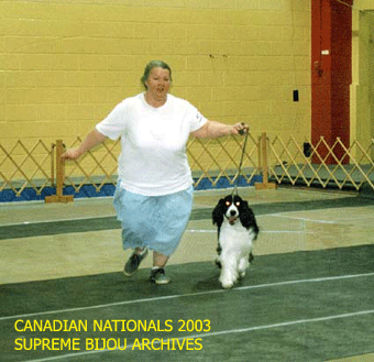 English Springer Spaniel in show