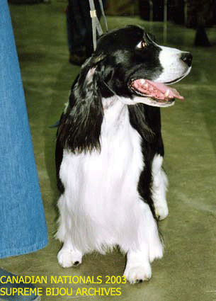 English Springer Spaniel