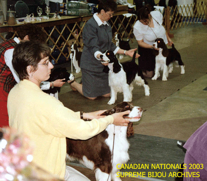 English Springer Spaniels in show