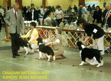 English Springer Spaniels in show