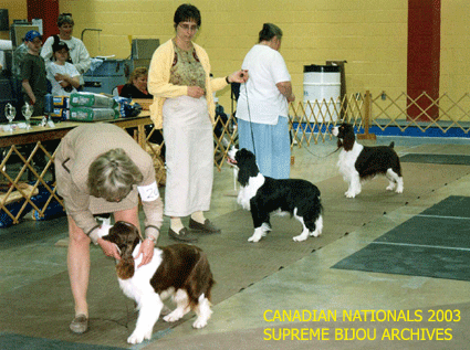 English Springer Spaniels