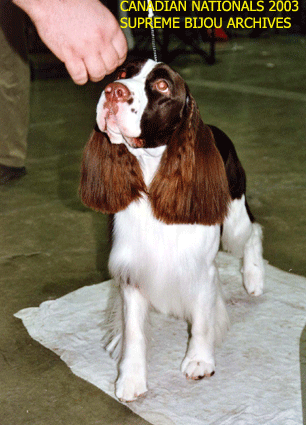 English Springer Spaniel