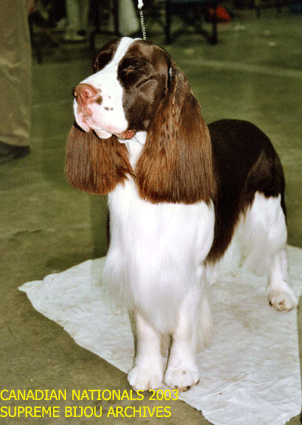 English Springer Spaniel
