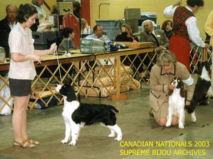 English Springer Spaniels