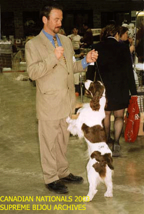 English Springer Spaniel