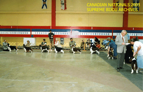 English Springer Spaniels in show