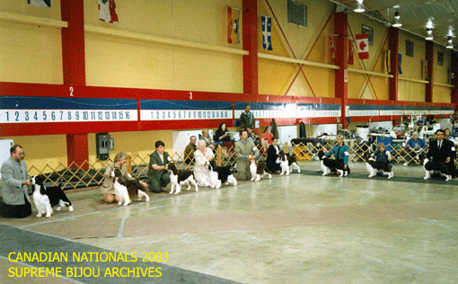 English Springer Spaniels in show
