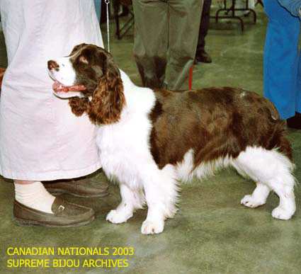 English Springer Spaniel