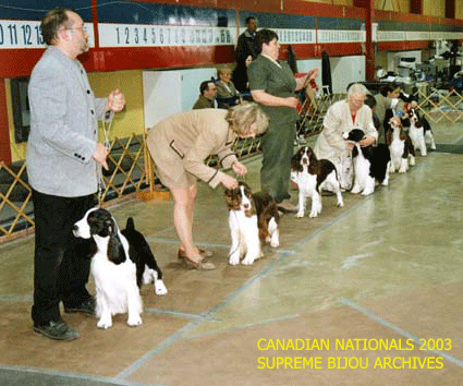 English Springer Spaniels in show