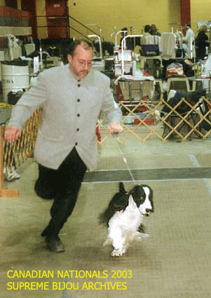English Springer Spaniel in show