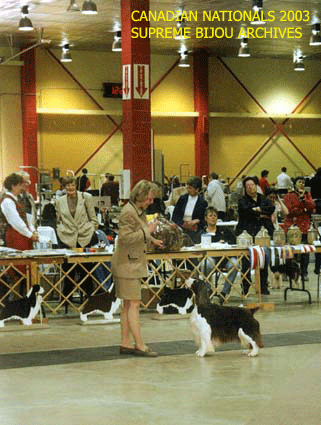 English Springer Spaniel