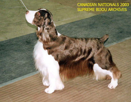 English Springer Spaniel