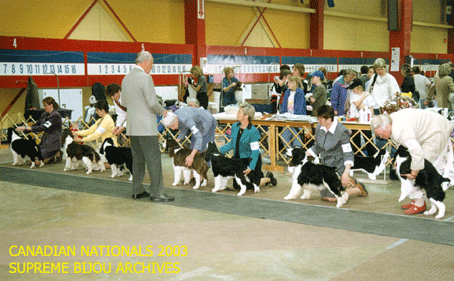 English Springer Spaniels in show