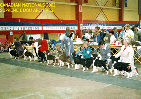 English Springer Spaniels in show