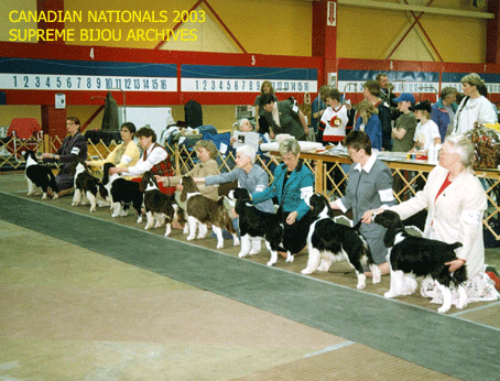 English Springer Spaniels stacked in show