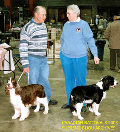 English Springer Spaniels
