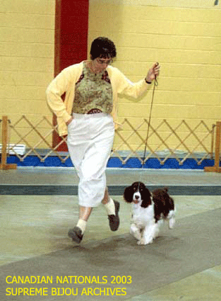 English Springer Spaniel in show