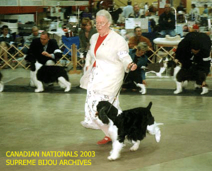 English Springer Spaniel in show