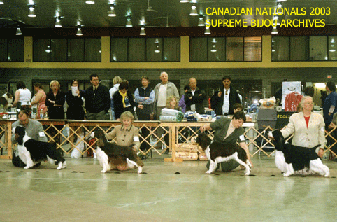 English Springer Spaniels in show