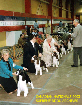 English Springer Spaniels in show