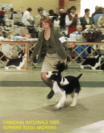 English Springer Spaniel in show