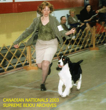 English Springer Spaniel in show