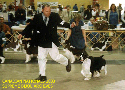 English Springer Spaniel in show