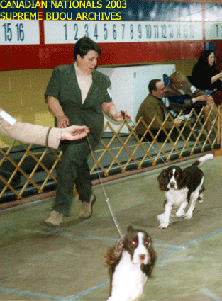 English Springer Spaniels in show