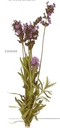 lavender1