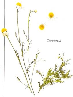 chamomile