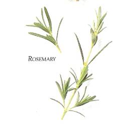 rosemary