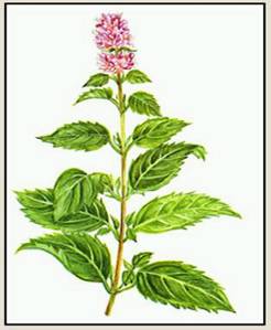 peppermint