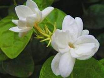 jasmine