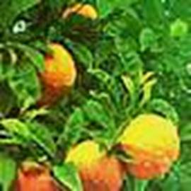 bergamot