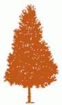 pino.jpg (5430 bytes)
