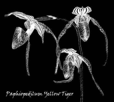 Yellow Tiger