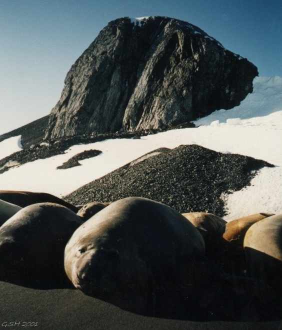 See elefants sunburning. Nelson I. S.Shetland Is., Dec '96 