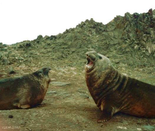 See Elefants. King George I. S.Shetland Is., Feb '97 
