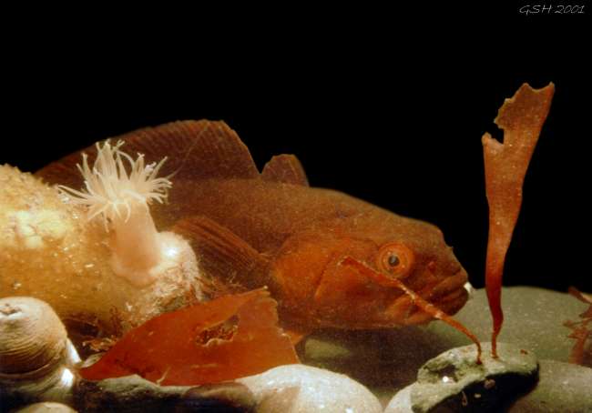 Antarctic Rock Cod in my Aquarium. Jubany Station, King George I., Feb '97